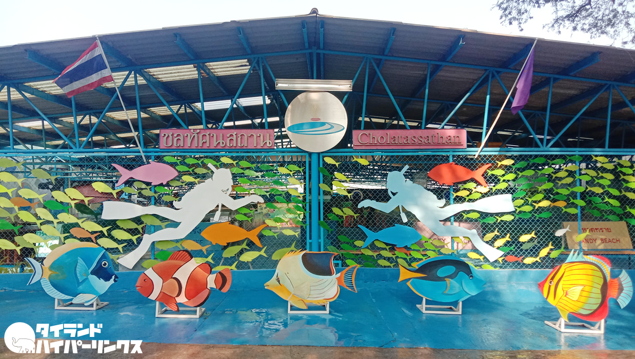 シーチャン島の海洋博物館でサメとカメに出会う シーチャン島の海洋博物館でサメとカメに出会う