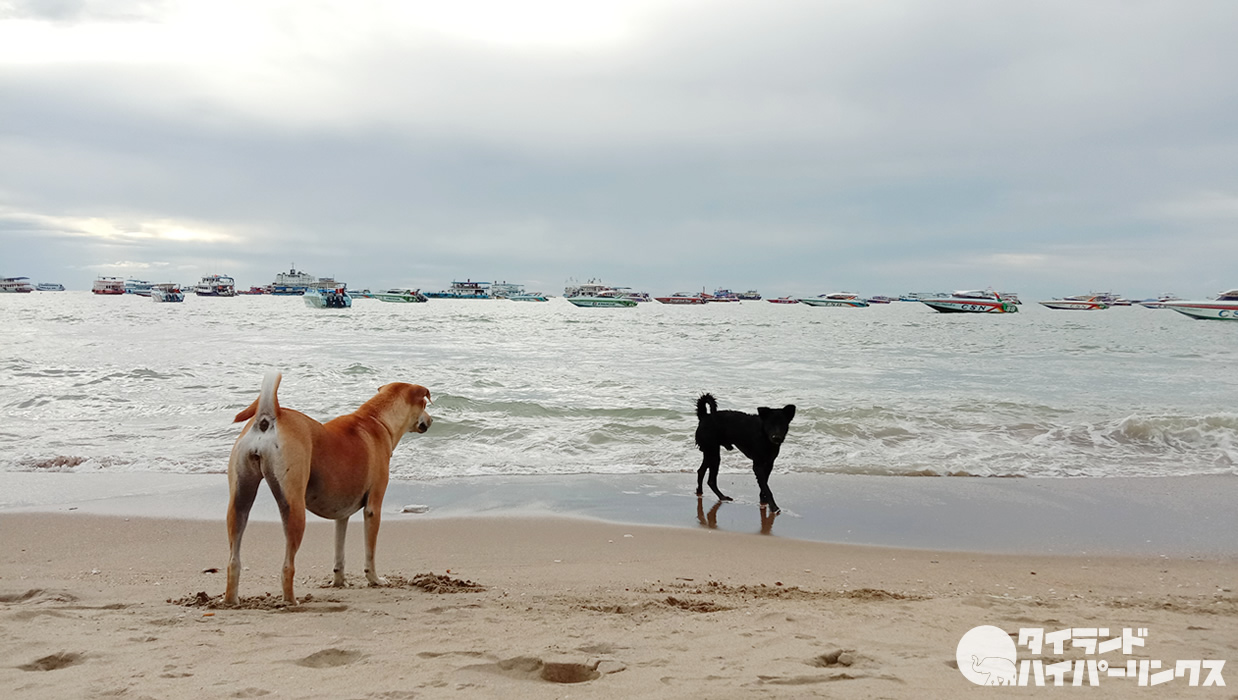 またもタイ南部クラビのビーチで子どもが犬に襲われる