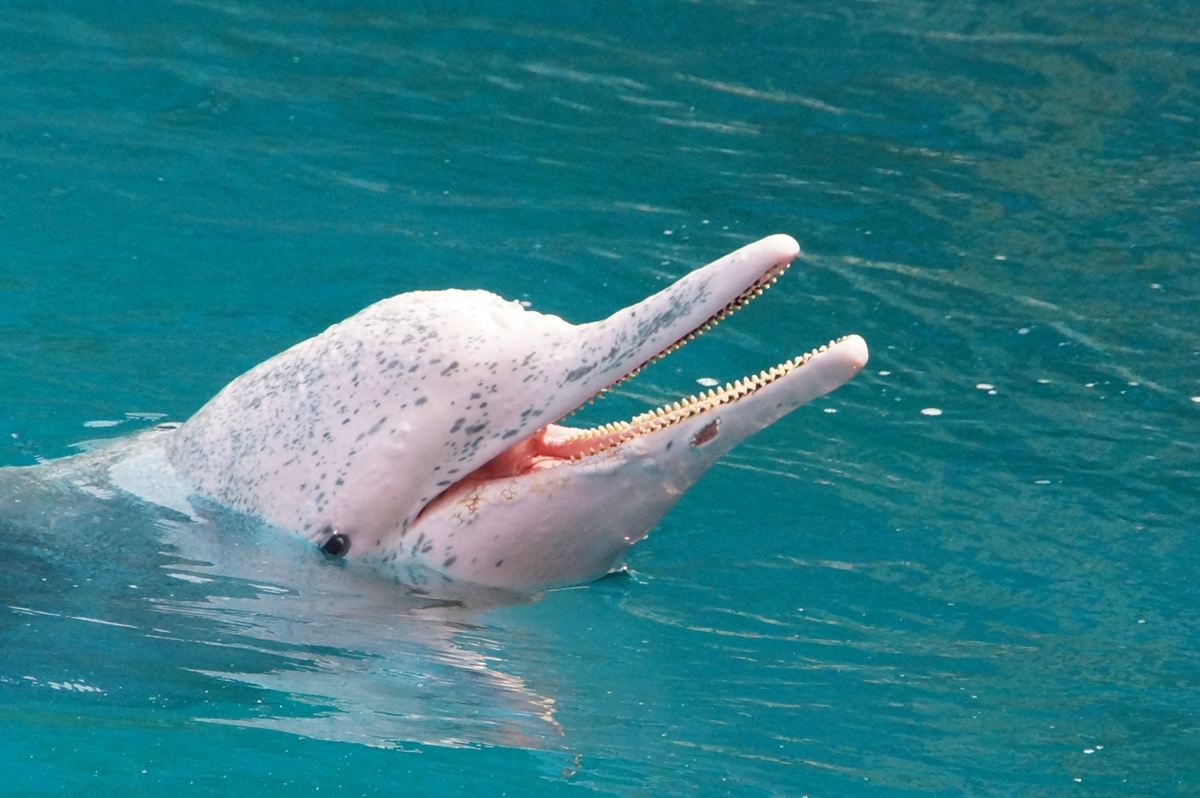 パンガン島に現れたピンクのイルカ、新型コロナで観光客が消えて快適に（動画あり）