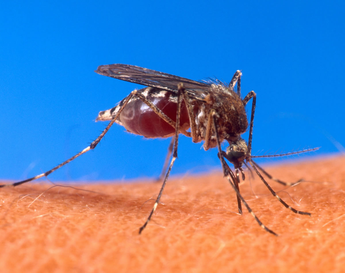 タイは2024年までにマラリア根絶を目指す