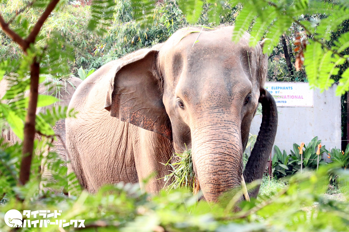 タイ東部、野生生物保護区の職員や僧侶がゾウに襲われて死亡