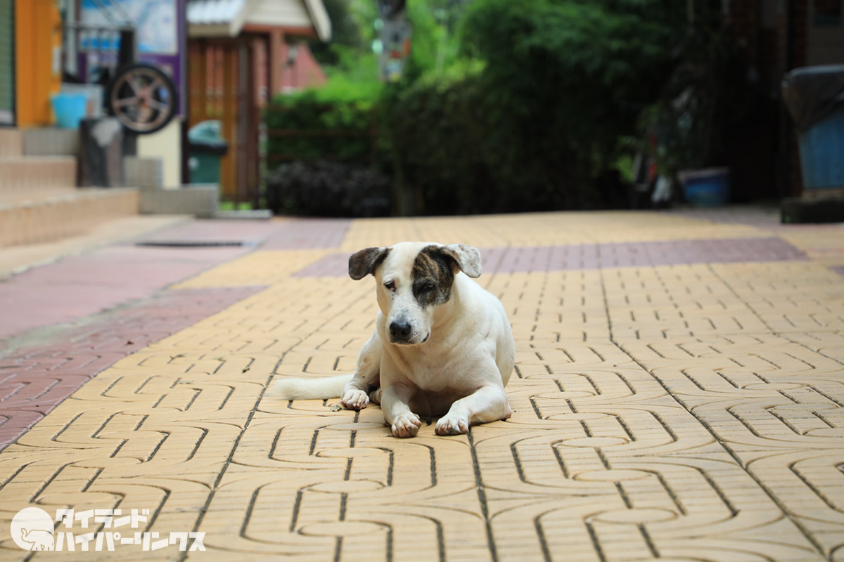 とにかく見てほしい踊る犬（動画あり）