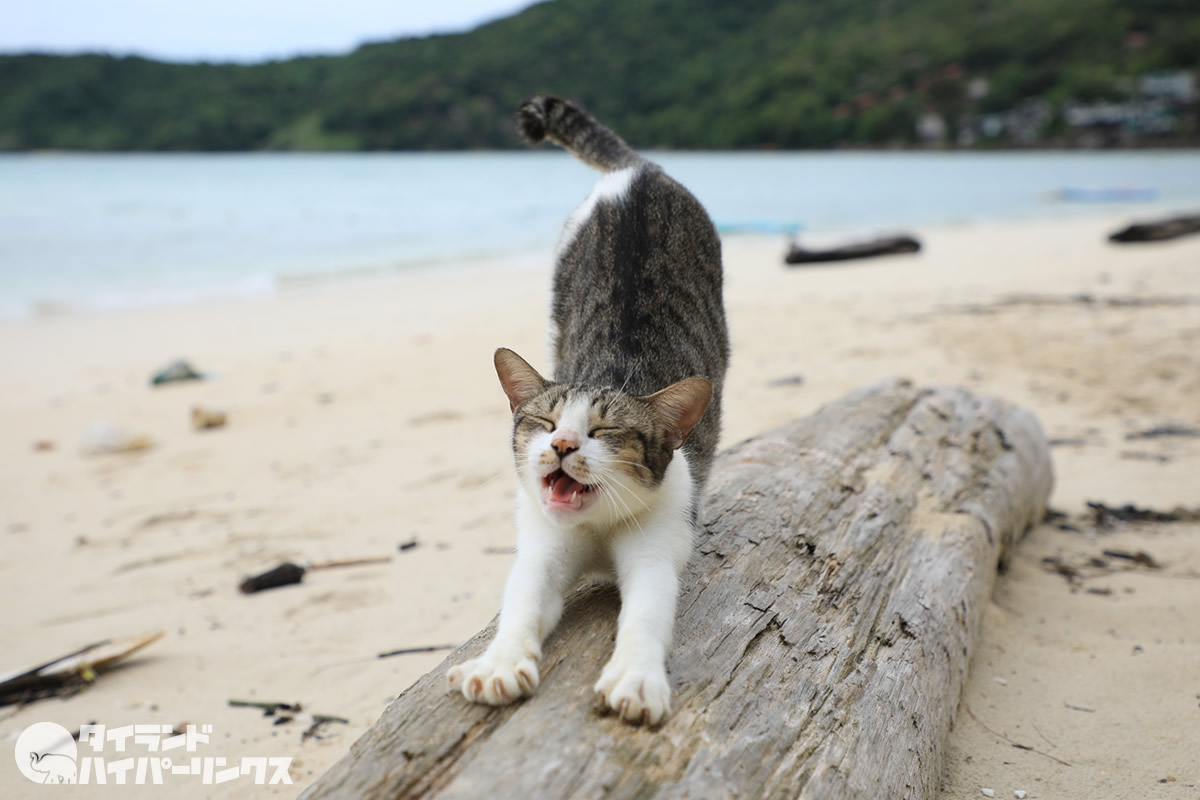 Cats on Phi Phi Island