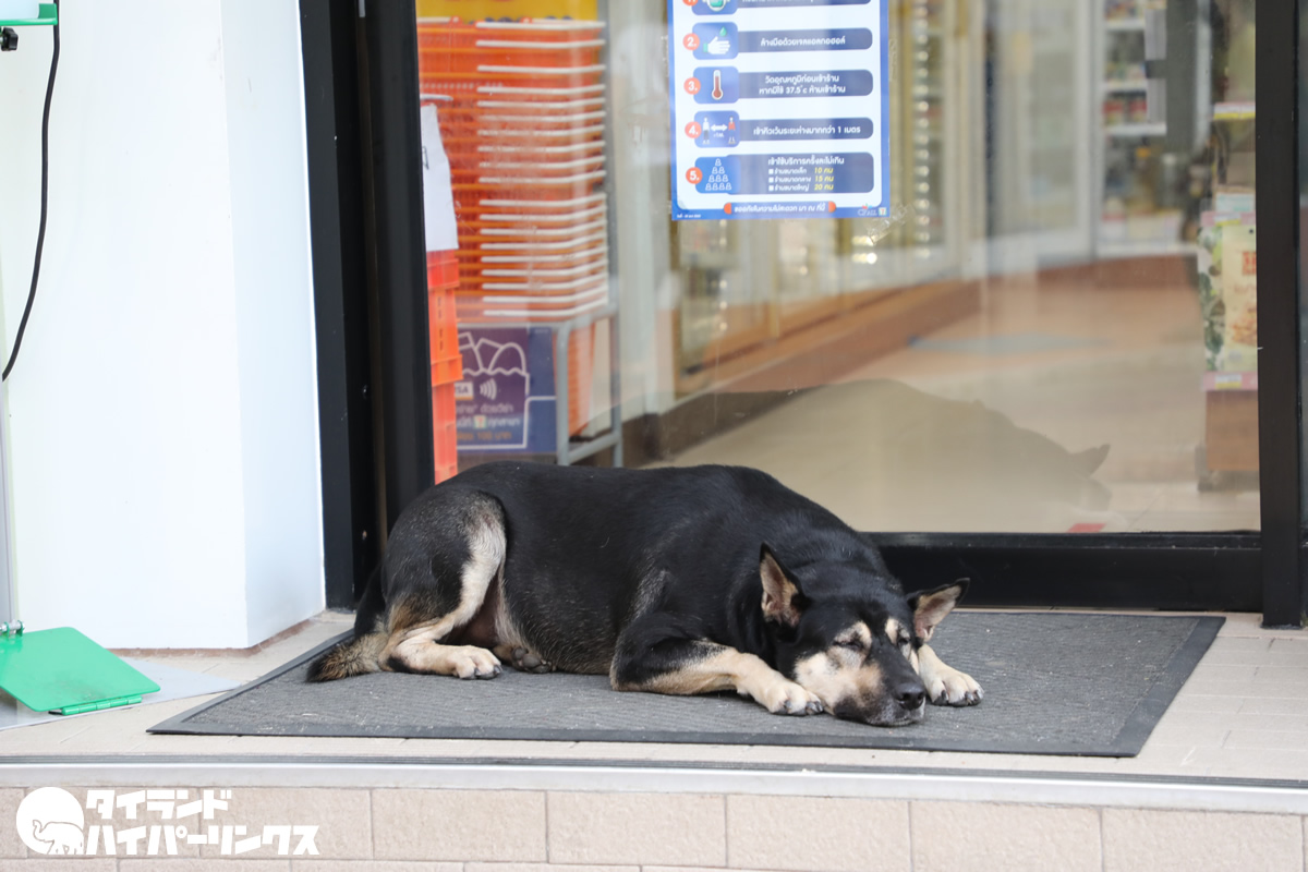 コンビニ犬につまずいて盛大にすっ転ぶ店員さんの動画