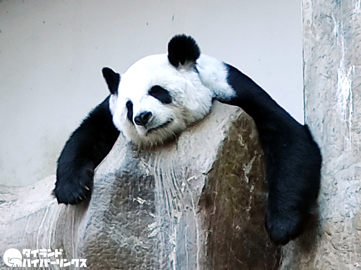 パンダのリンフイの死因は老衰、中国に1500万バーツの賠償金を支払う義務