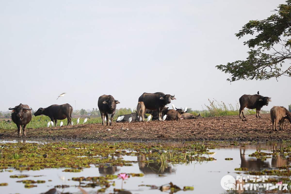 パッタルンの水牛湿地がタイ初の世界農業遺産に登録