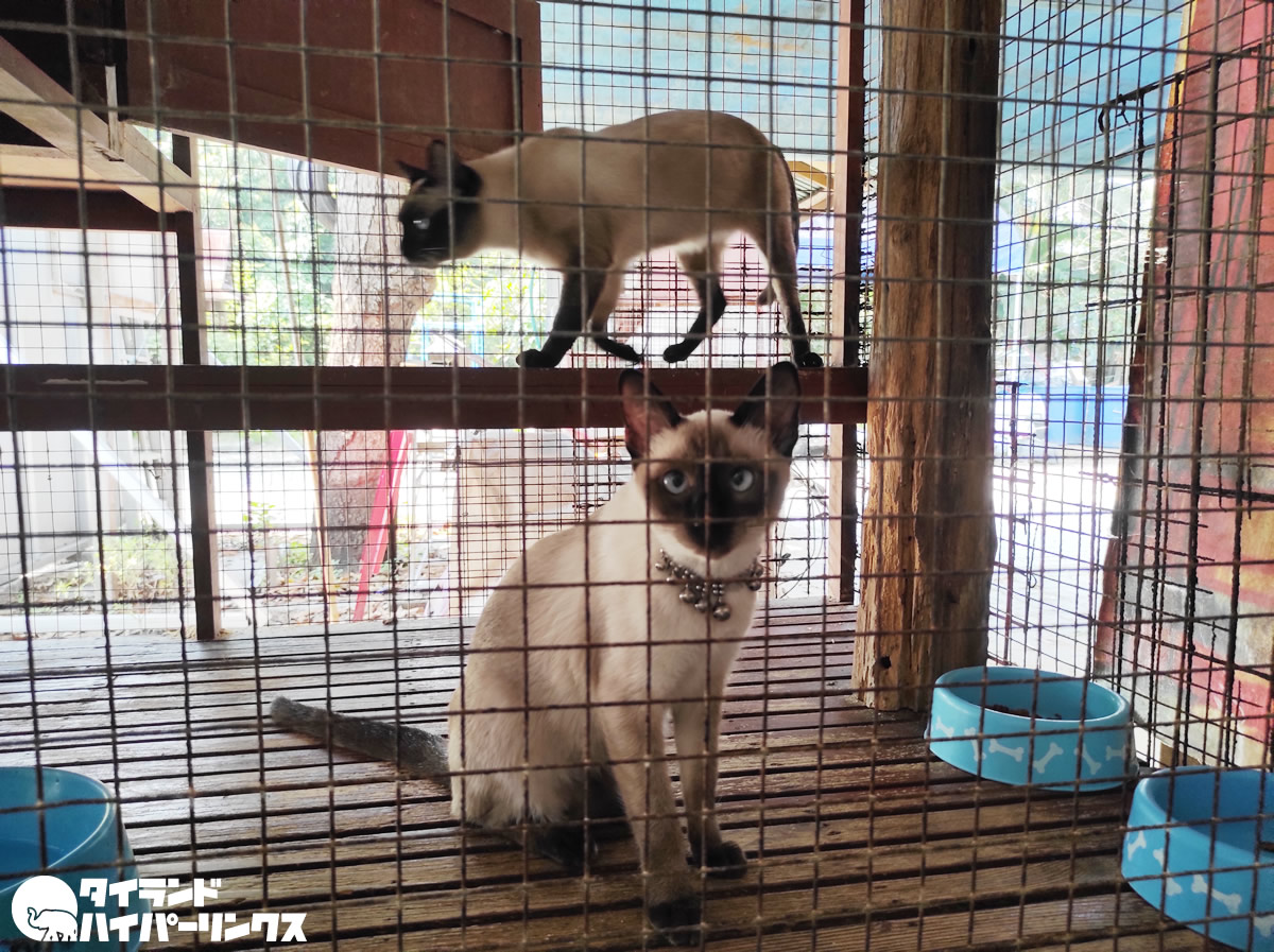 タイ猫の家 でタイ固有種の猫の飼育 繁殖を サムットソンクラーム県 タイランドハイパーリンクス Thai Hyper