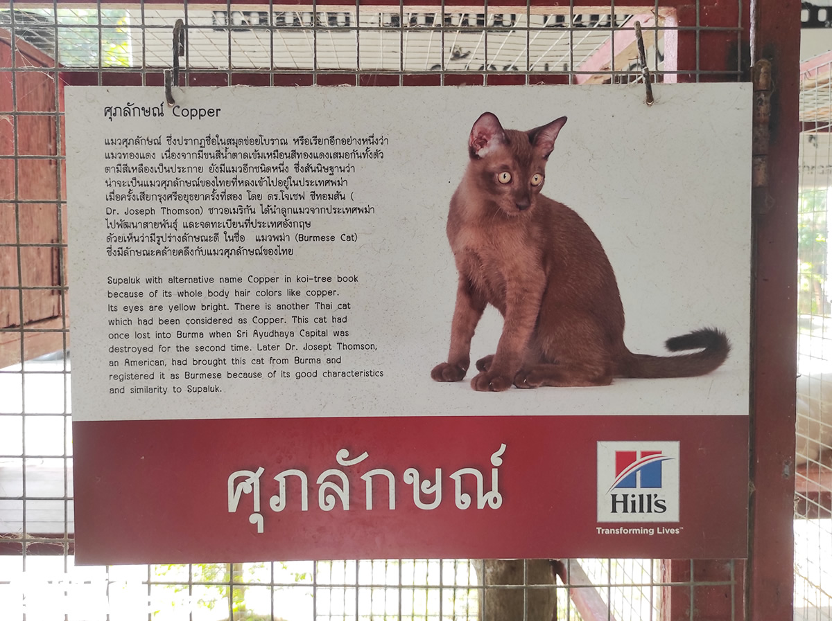 タイ猫の家 でタイ固有種の猫の飼育 繁殖を サムットソンクラーム県 タイランドハイパーリンクス Thai Hyper