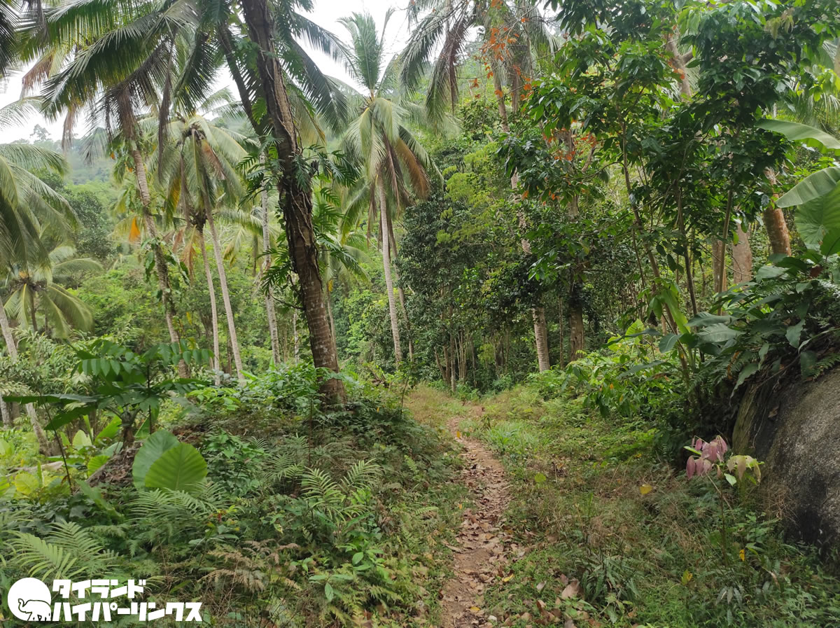パンガン島のジャングルで外国人2人が迷子、無事保護