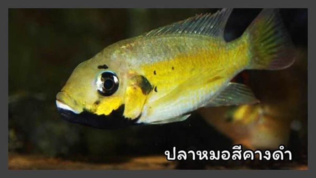 タイ水産局、13の外来種を飼育・繁殖禁止に