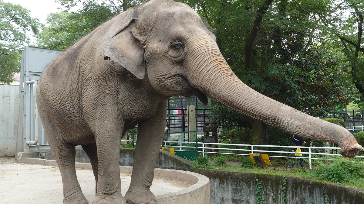 宇都宮動物園、タイ出身のゾウの宮子に48歳の誕生日プレゼントを贈りたい！