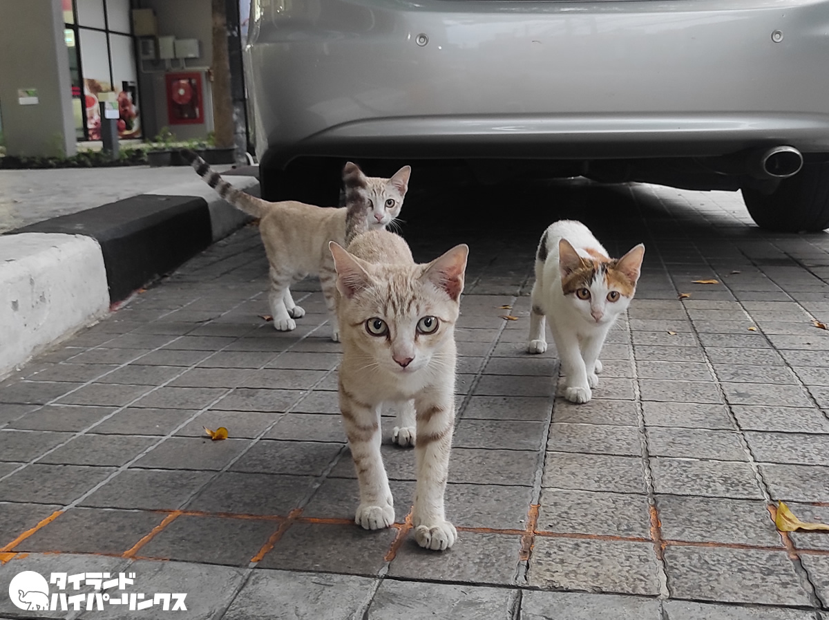 三毛猫とトラ猫の兄弟 3匹の子猫から目線をもらう バンコクの街角の風景 タイランドハイパーリンクス Thai Hyper