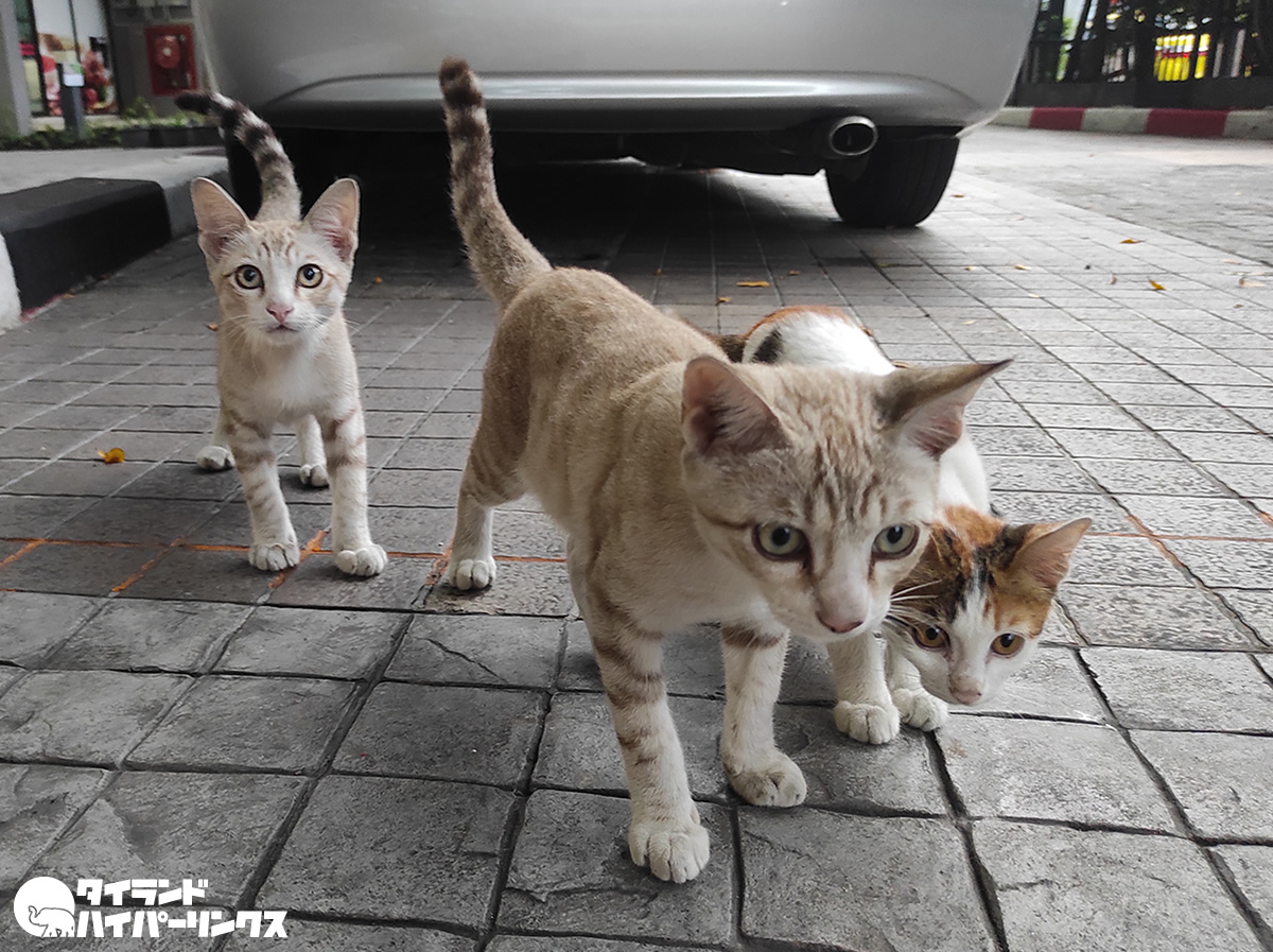 三毛猫とトラ猫の兄弟 3匹の子猫から目線をもらう バンコクの街角の風景 タイランドハイパーリンクス Thai Hyper