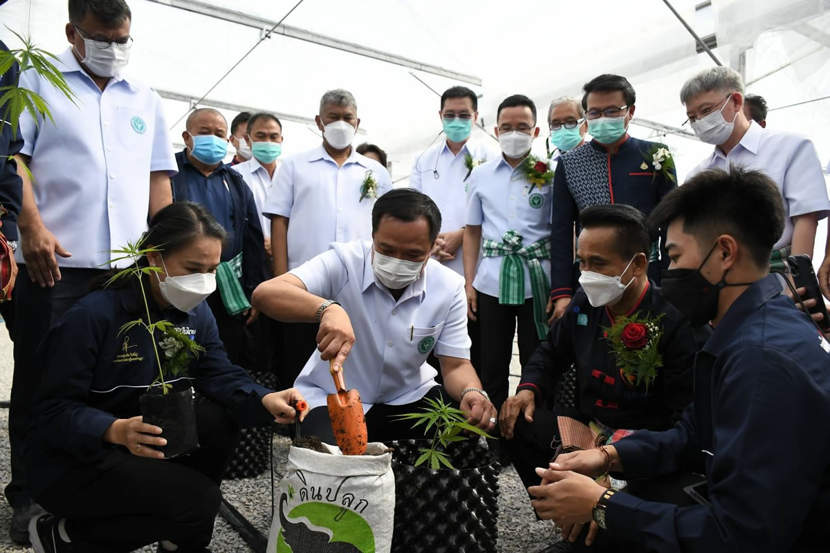 タイ保健省、大麻の合法化を推進して生産を支援