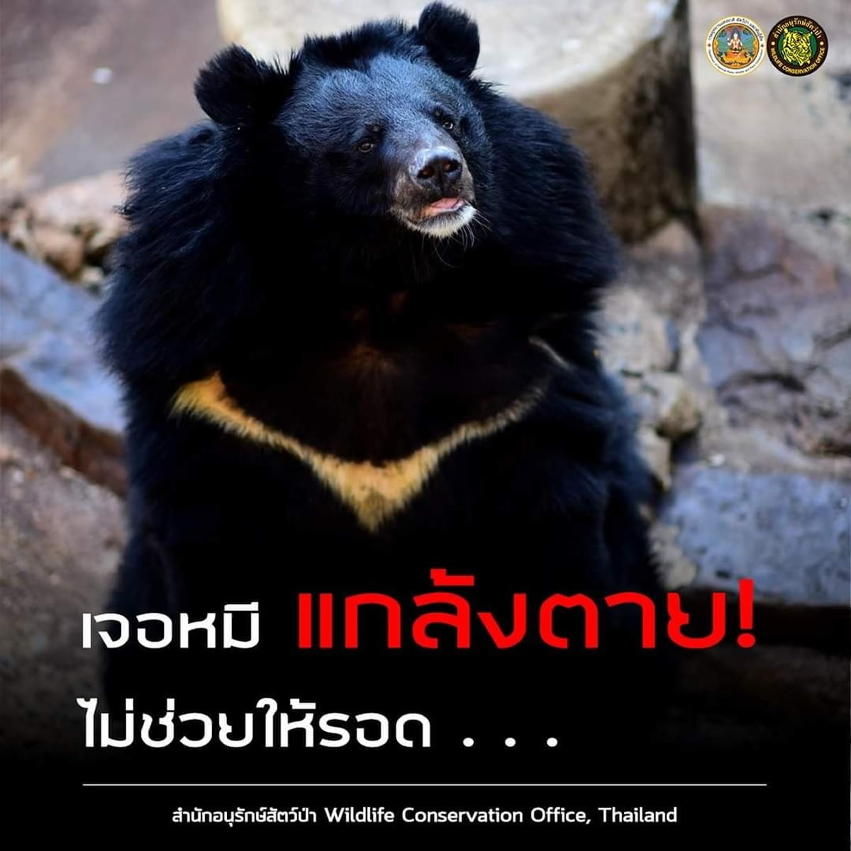 タイ当局「クマに出会ったら死んだふりは駄目！逃げて！」