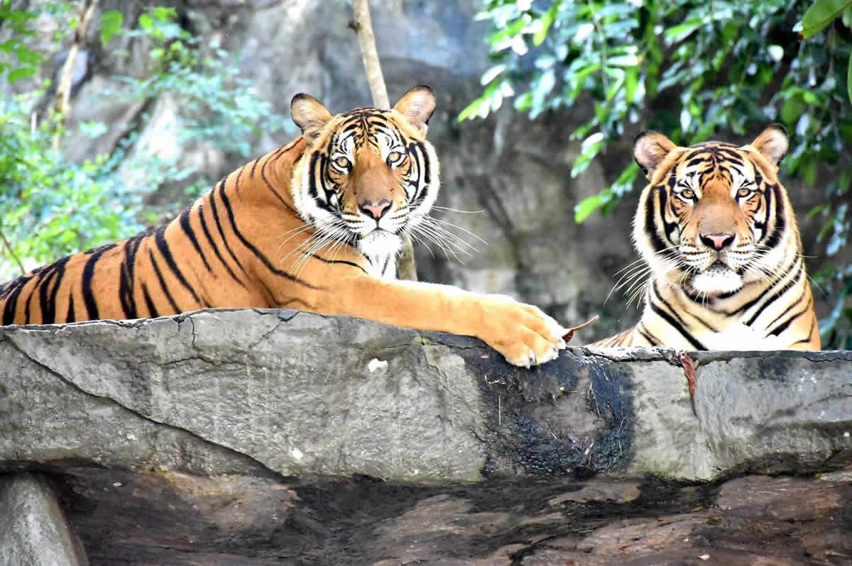 カオキアオ動物園の新しい仲間、トラの「ブドウ」と「メロン」
