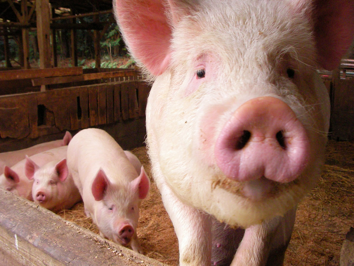 3ヶ月間は生きた豚の輸出禁止、豚肉価格高騰で