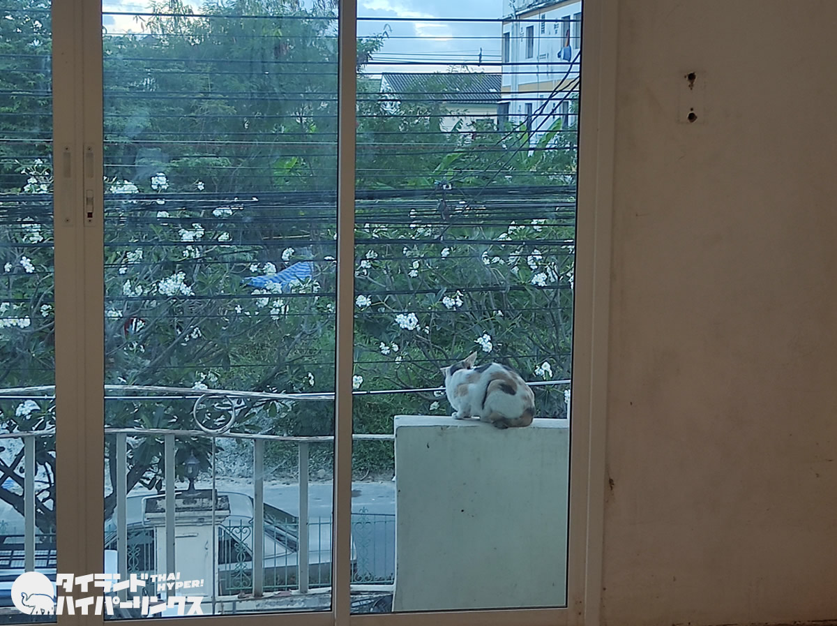 窓ガラス越しの三毛猫【バンコクの街角の風景】
