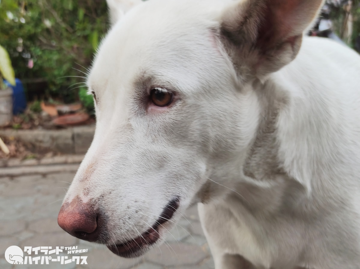 白まつ毛の犬【バンコクの街角の風景】