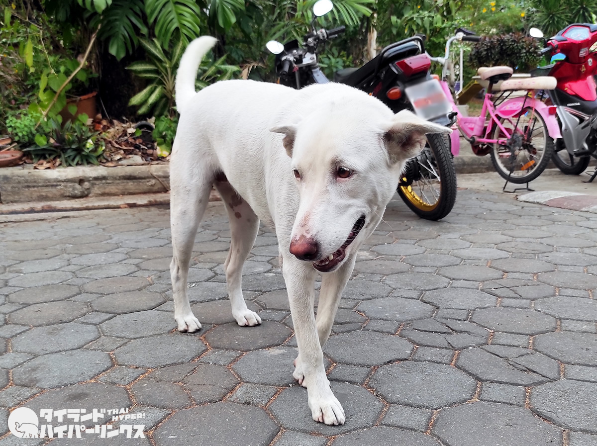 白まつ毛の犬【バンコクの街角の風景】