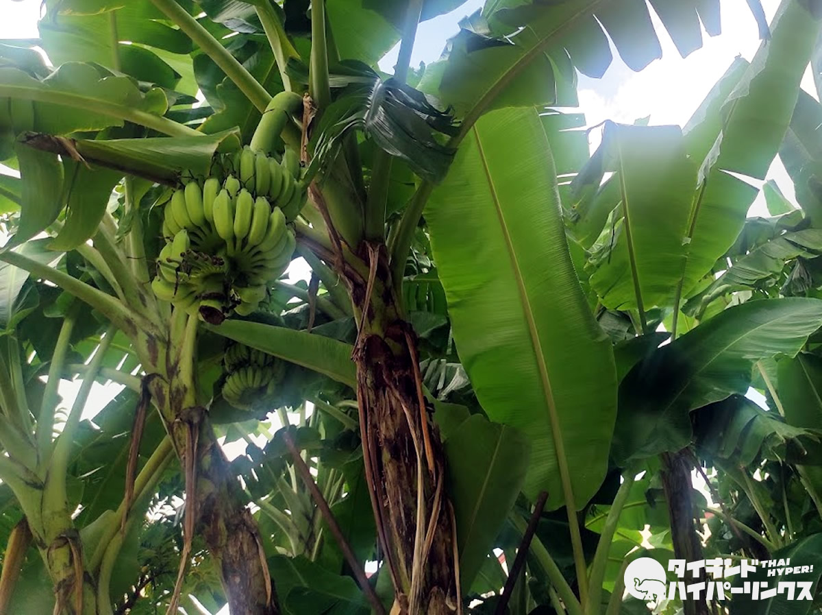 バンコクの空き地にバナナが生えてる理由