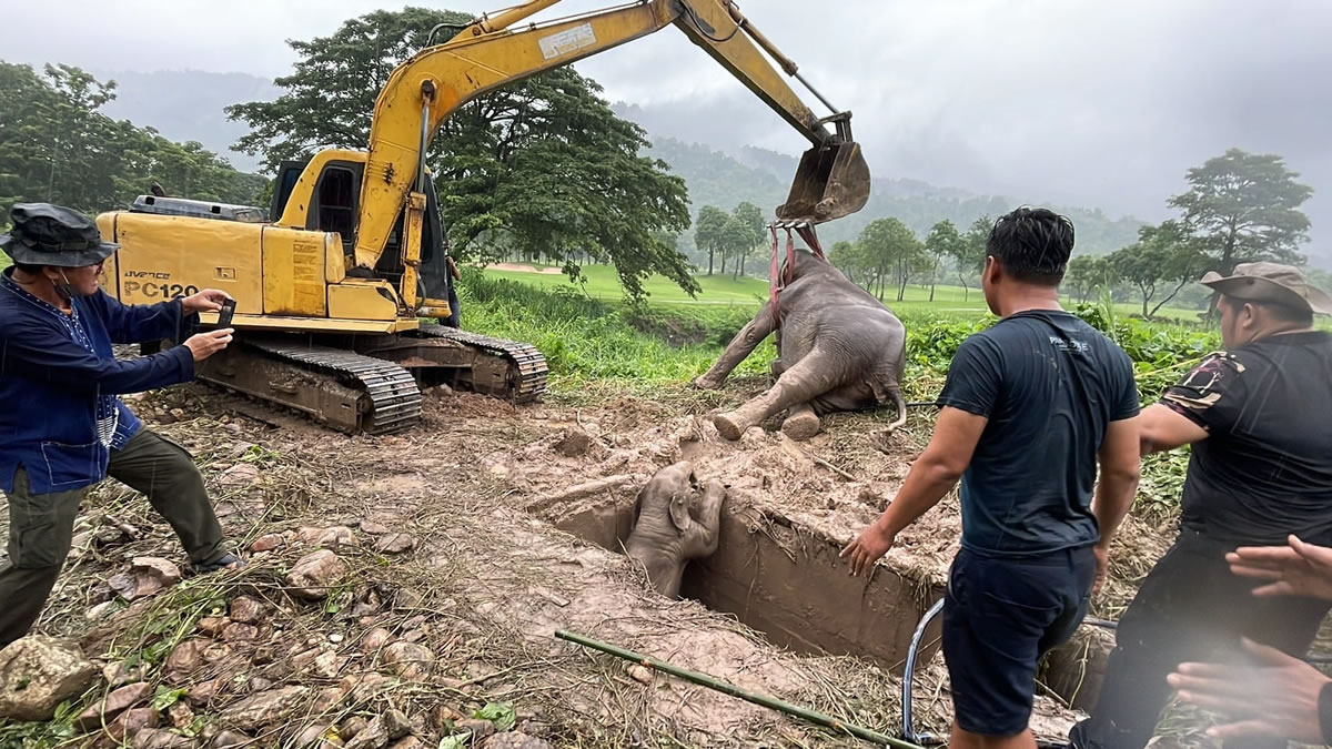 溝に落ちた母子ゾウを救助、タイ中部のゴルフ場で