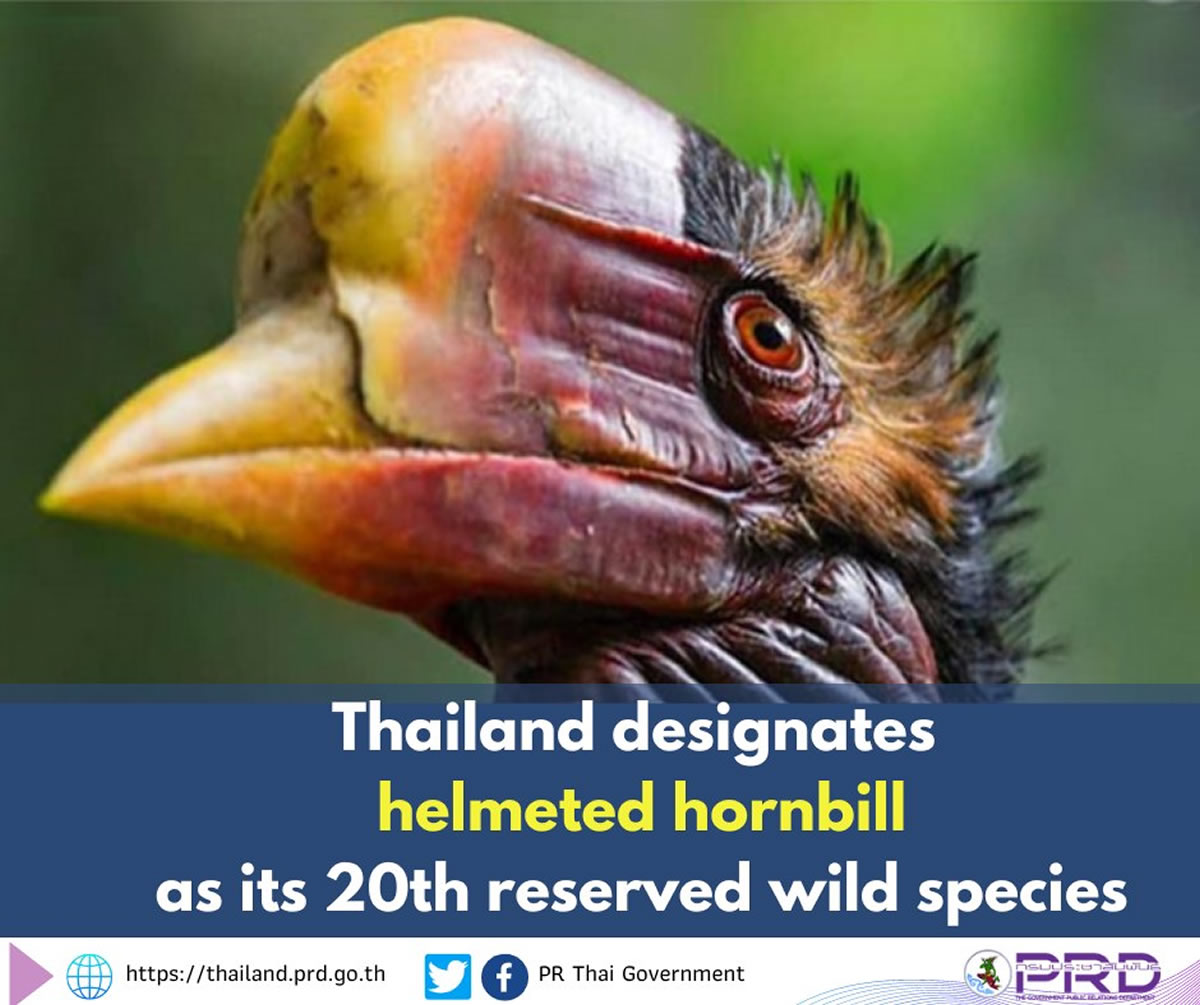 オナガサイチョウ（Helmeted hornbill）はタイに100羽が生息