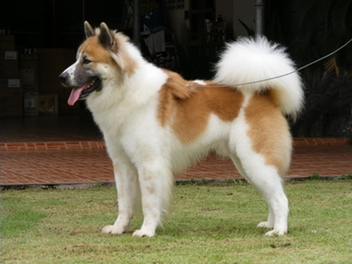 タイの在来犬種「バンゲーオ」、国際畜犬連盟（FCI）が公認