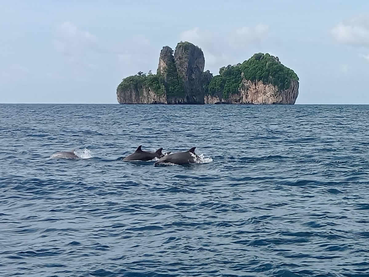 ピピ島・マヤベイにイルカの群れ（動画あり）
