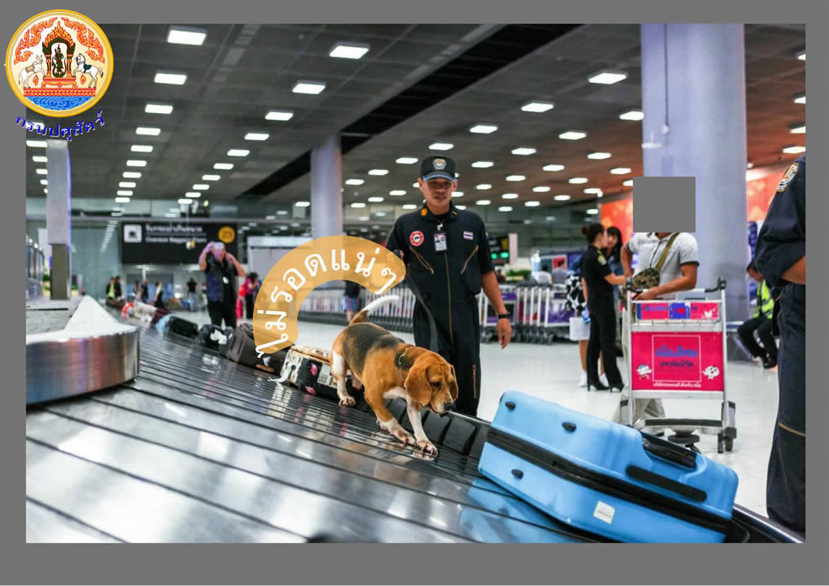ビーグル犬が密輸を防いだ！バンコクの空港で14匹が活躍中