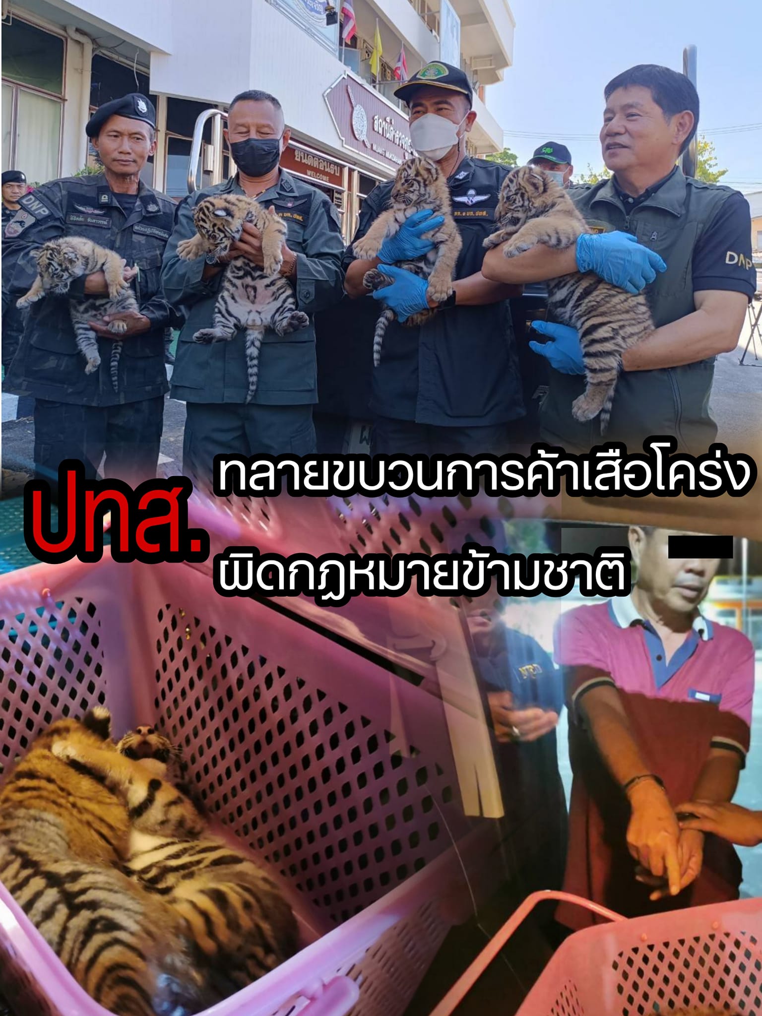 タイ東北で野生動物密輸の容疑者を逮捕、トラの子4匹を押収