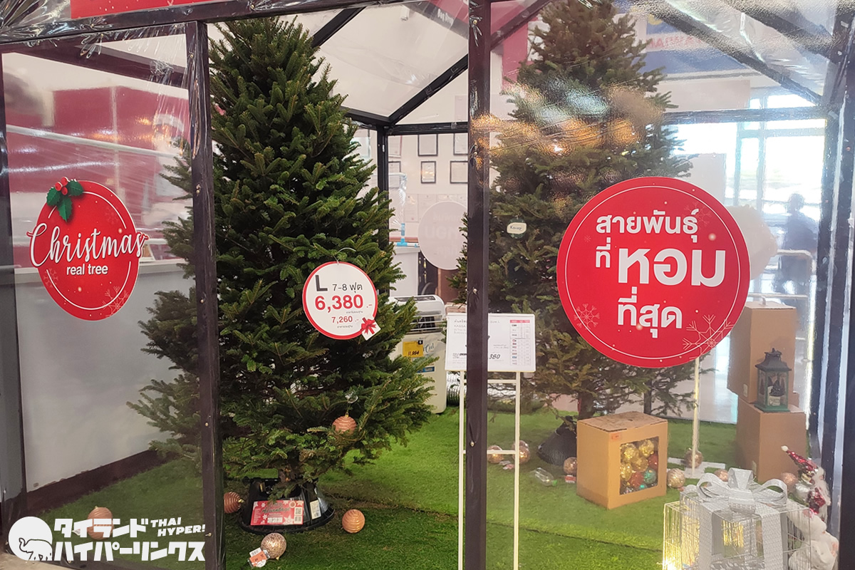 タイで本物のクリスマスツリー（もみの木）の価格は？
