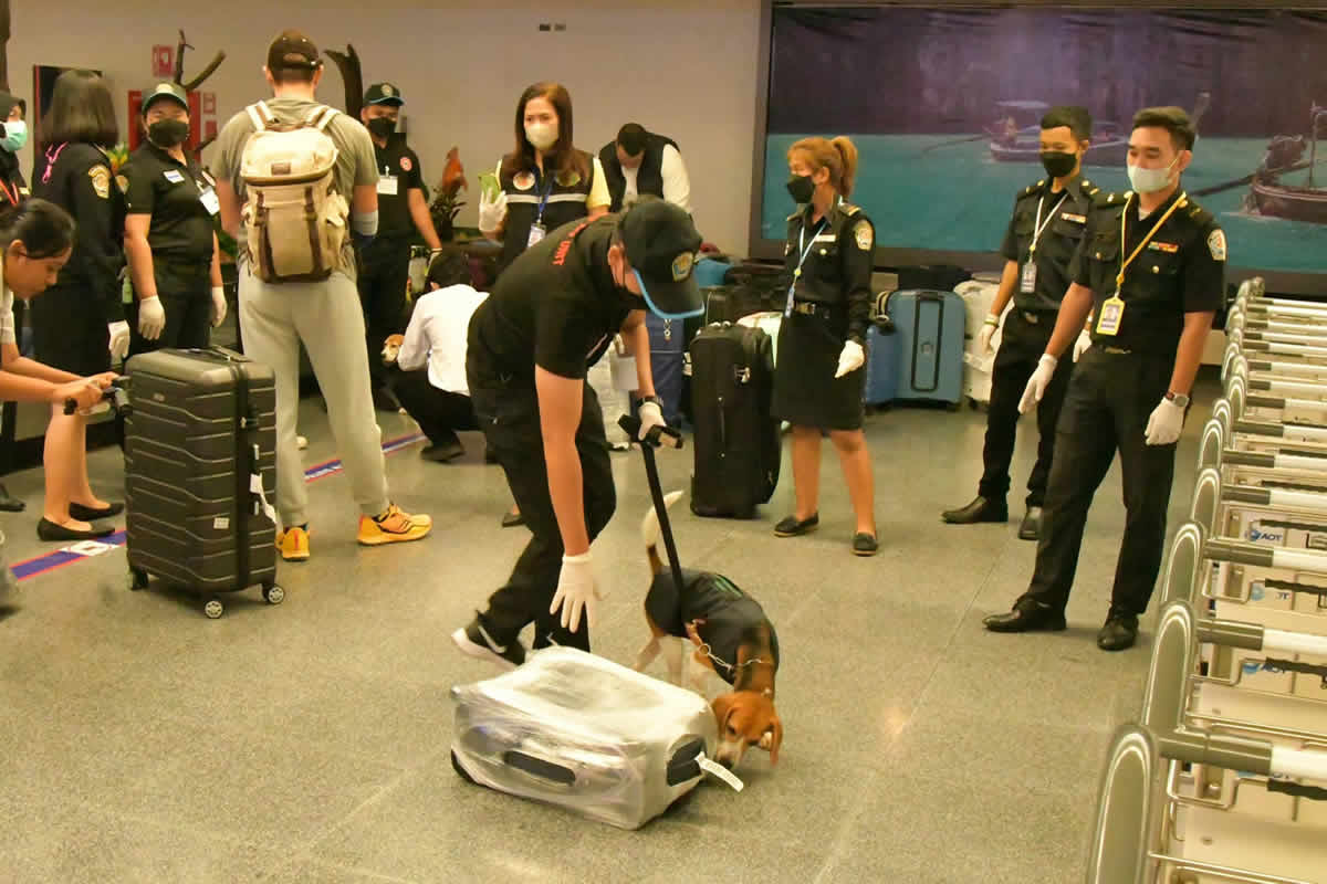 プーケット空港でビーグルが手荷物検査と搭乗者検査を実施