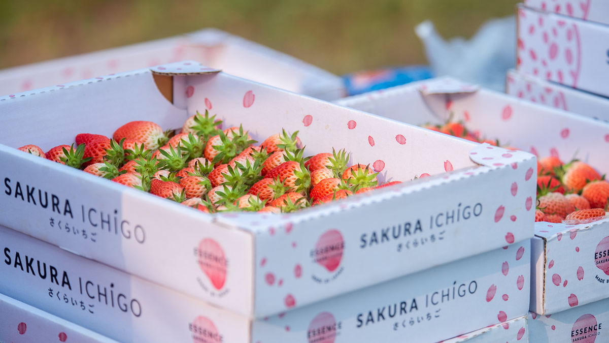 日本品種いちご「SAKURA ICHIGO」を収穫・販売