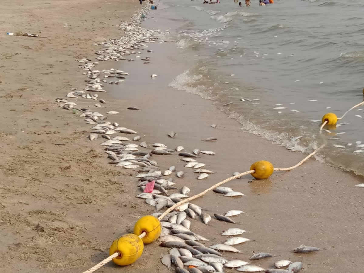 バンセーンビーチに打ち上がった大量の死んだ魚、天変地異の予兆ではなかった
