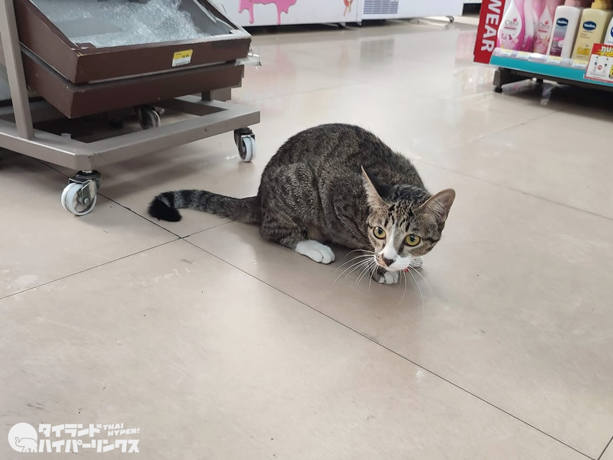 バンコクのコンビニ猫、買い物カゴに入る