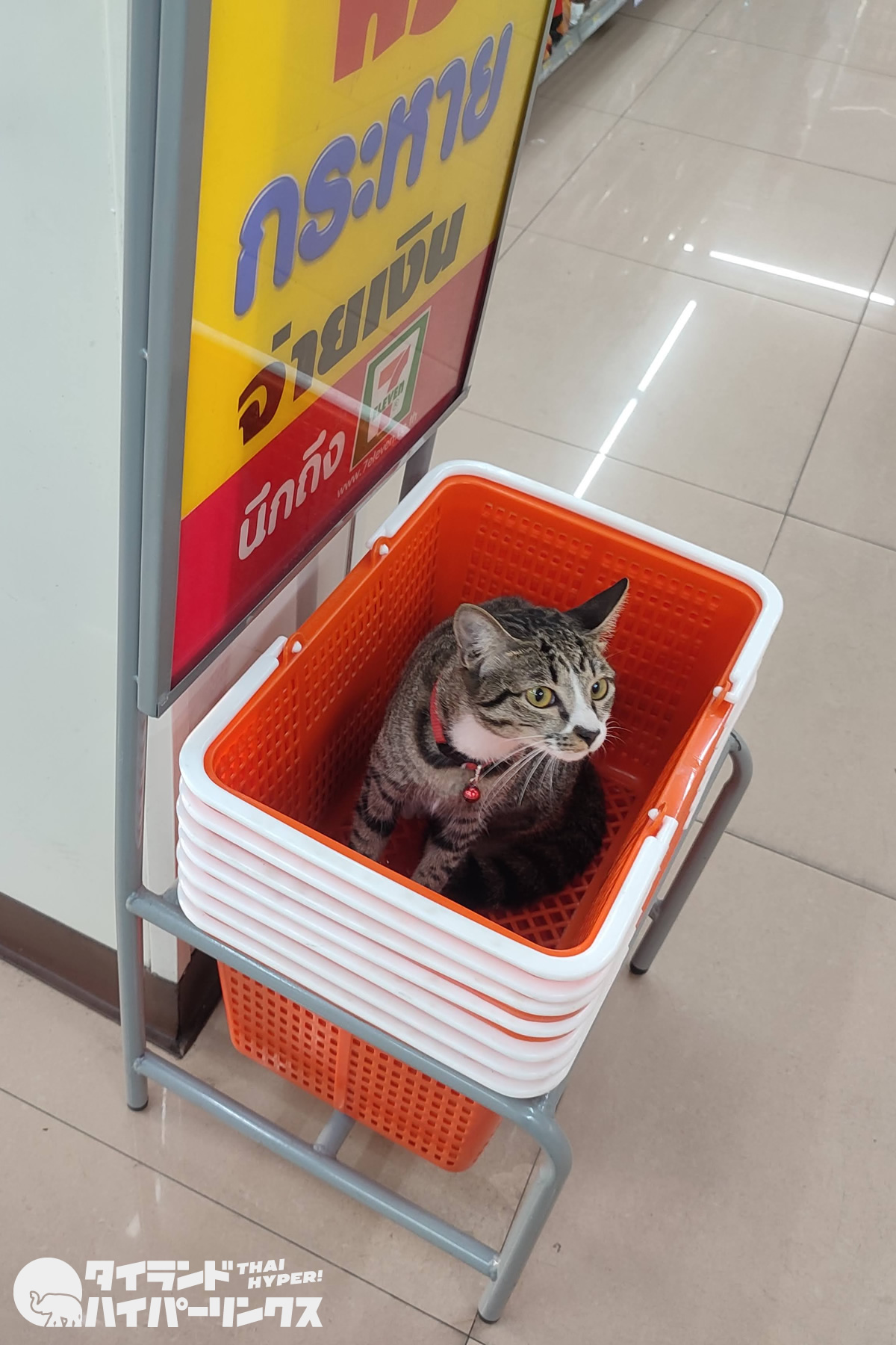 バンコクのコンビニ猫、買い物カゴに入る
