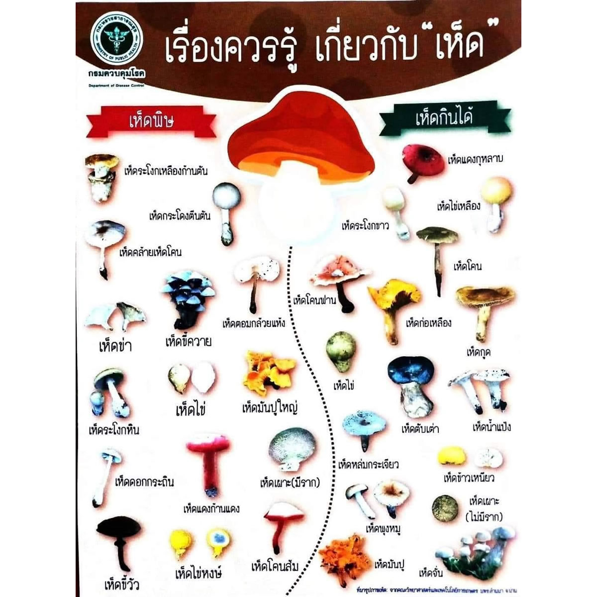 タイ東北部ルーイ県で毒キノコを食べて2人死亡 タイ東北部ルーイ県で毒キノコを食べて2人死亡
