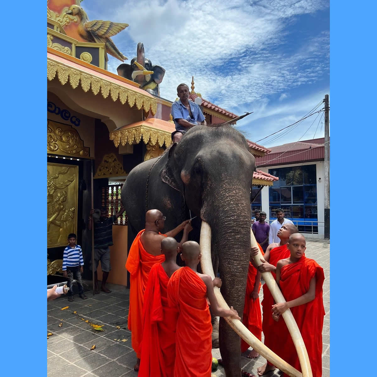 スリランカにいる体調不良のタイ出身のアジアゾウが治療のため帰国へ