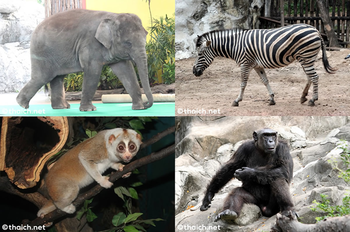 パトゥムタニの動物園が2026年までに来園者を迎え入れ