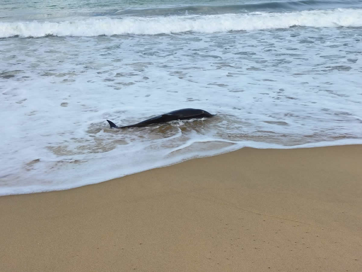プーケットのタイムアンビーチに座礁したイルカ