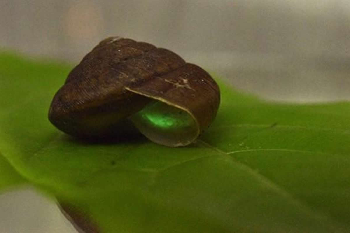 光るカタツムリをタイで発見～80年ぶり世界で2例目 同時5種で確認