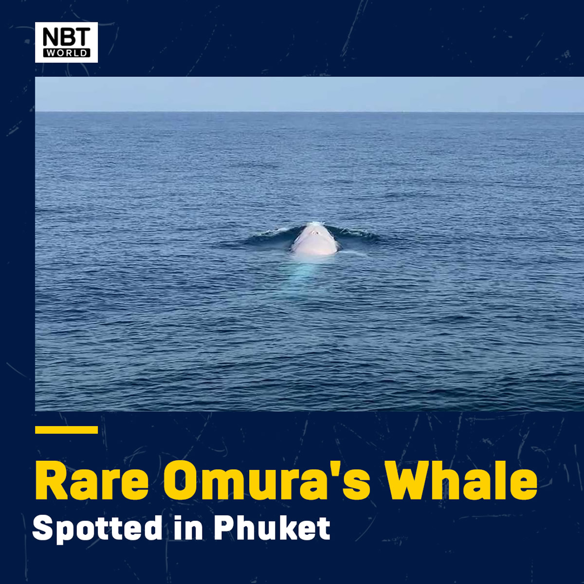 世界初！？アルビノのツノシマクジラをタイ南部プーケットで発見