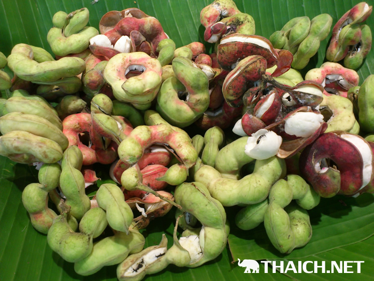 タマリンド มะขาม マカーム タイランドハイパーリンクス Thai Hyper タマリンド มะขาม マカーム タイランドハイパーリンクス Thai Hyper