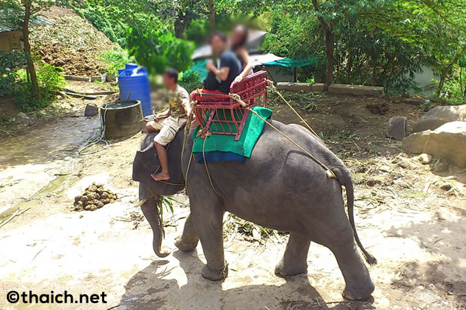 スコットランド人男性が象に襲われ死亡、サムイ島の象乗り体験で